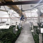 Оранжерия за канабис