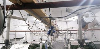 Оранжерия за канабис