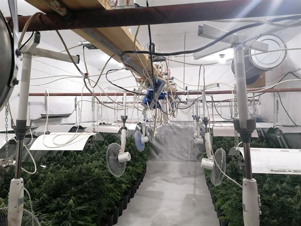 Оранжерия за канабис