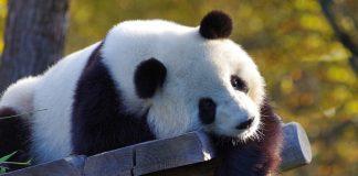 Гигантска панда.