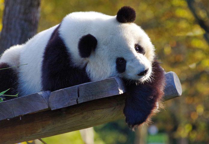 Гигантска панда.