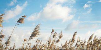 Житен клас, вятър