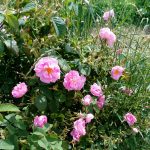 200208239 2978936799017047 7453131154380770314 n