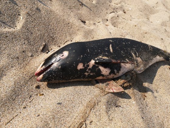 Мъртви делфини