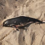 Мъртви делфини