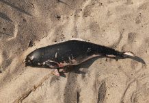 Мъртви делфини