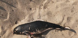 Мъртви делфини