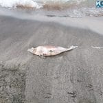 Мъртва риба