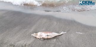 Мъртва риба