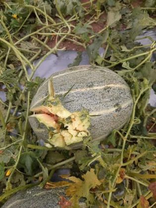 Пострадал от градушка пъпеш