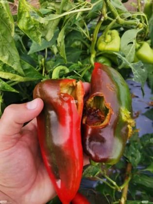 Пострадала от градушка чушка