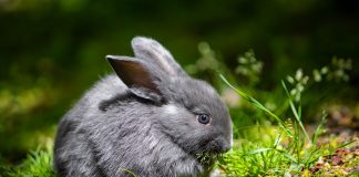 Чинчила заек