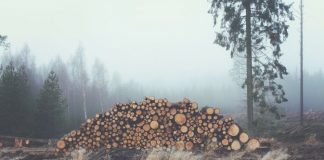 Дърва за огрев