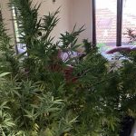 Спецакция на полицията