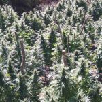 Нива с канабис