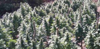 Нива с канабис