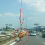 Крави на Околовръстния път в София