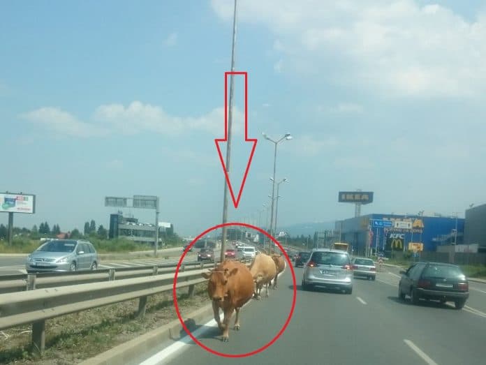 Крави на Околовръстния път в София
