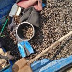 Инспектори на ИАРА хванаха бракониери с незаконен улов на миди в Бургас