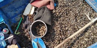 Инспектори на ИАРА хванаха бракониери с незаконен улов на миди в Бургас