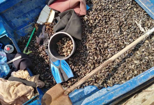 Инспектори на ИАРА хванаха бракониери с незаконен улов на миди в Бургас
