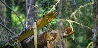 Паднало дърво