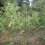 Акция във Видин срещу наркоразпространението