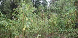 Акция във Видин срещу наркоразпространението