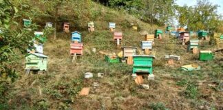 Разрушени кошери