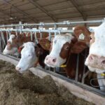 Кравеферма