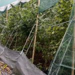 Наркооранжерия