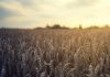 Поле, пшеница