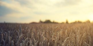 Поле, пшеница