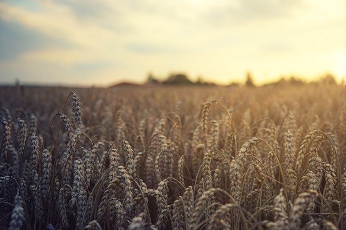 Държавата следи с разбиране основателните притеснения на българските зърнопроизводители и