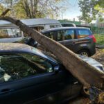 Паднало дърво в Бургас