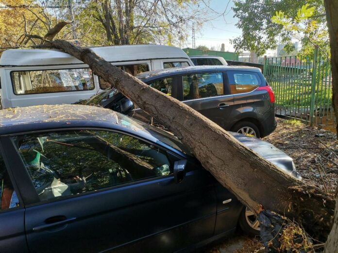 Паднало дърво в Бургас