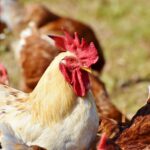 Домашни птици