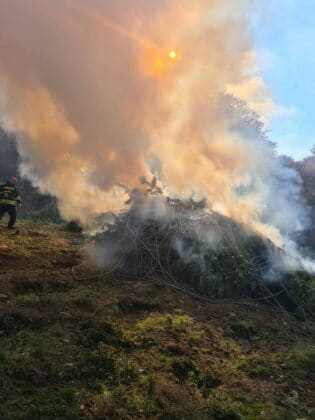 Канабисови насаждения