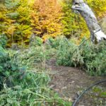 Канабисови насаждения