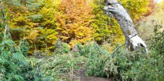 Канабисови насаждения