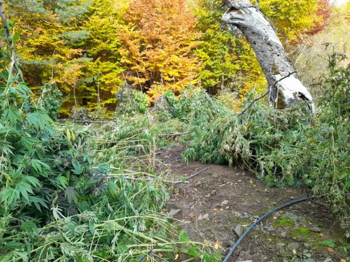 Канабисови насаждения