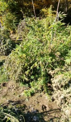 Канабисови насаждения