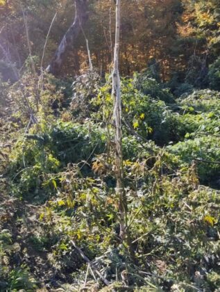 Канабисови насаждения