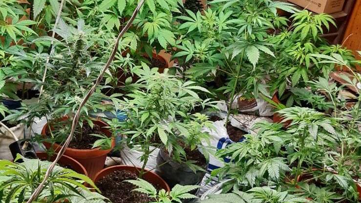 Жена е била хваната да продава коноп на пазара в