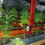 Наркооранжерия