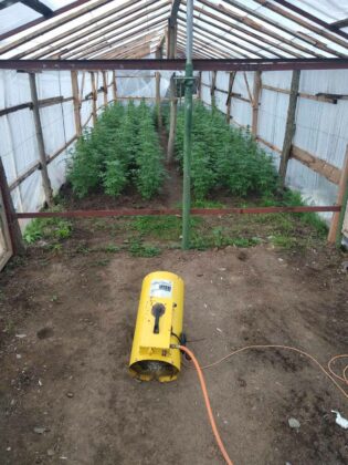 Наркооранжерия