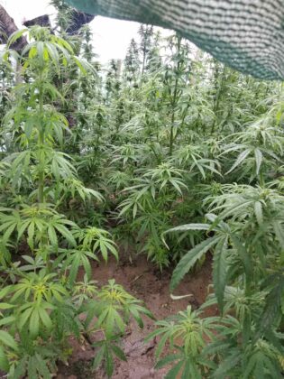 Наркооранжерия