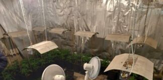 Наркооранжерия