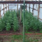 Наркооранжерия