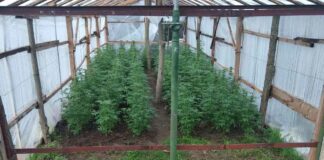 Наркооранжерия